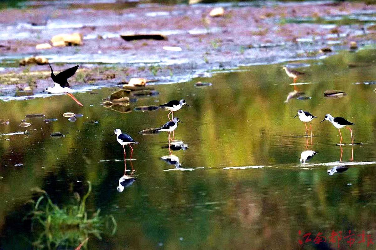 鳥界“名?！薄八掀鹞琛?>
<h3>鳥界“名?！薄八掀鹞琛?/h3>
</a>
</li>
<li>
<a href=